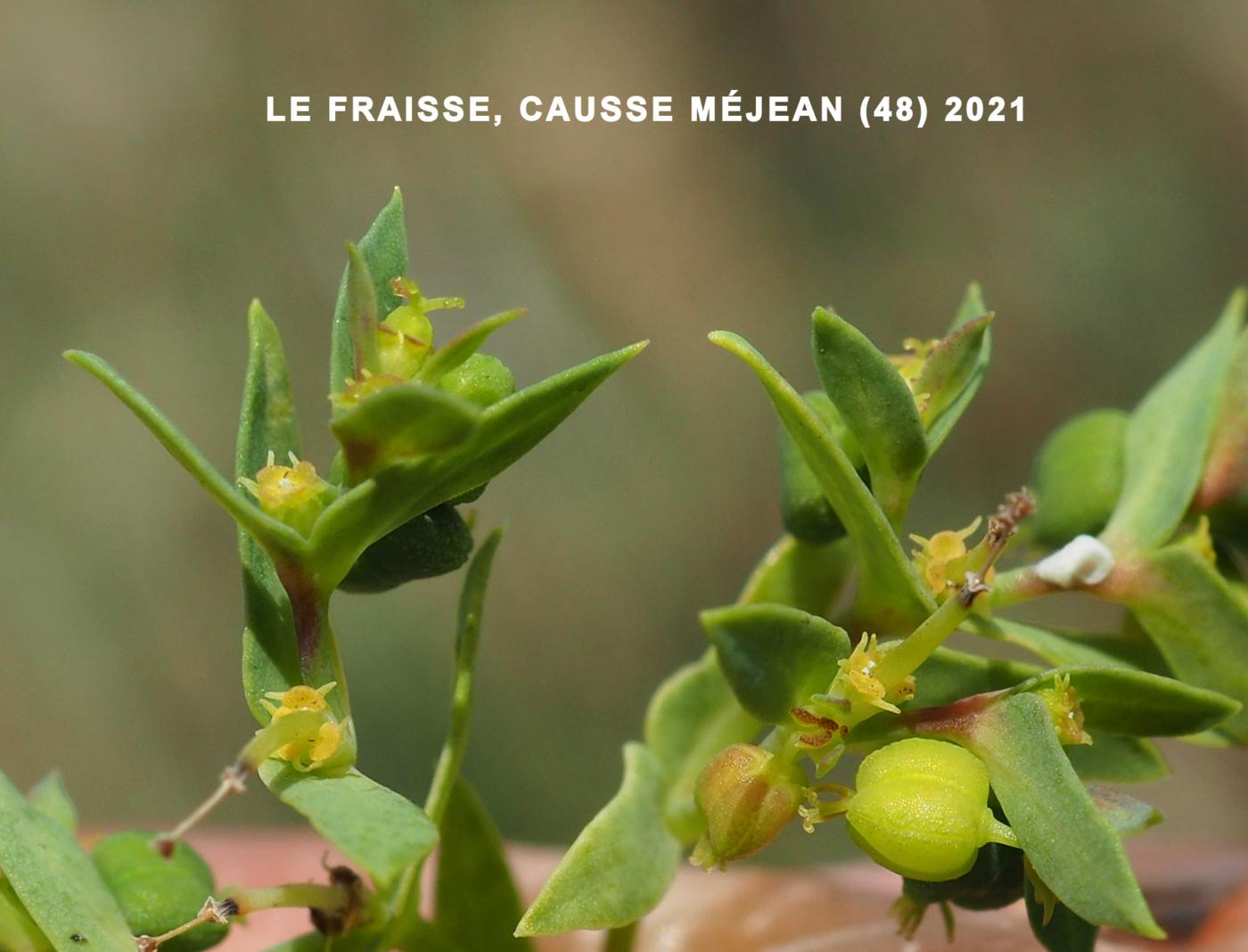 Spurge, Corn flower